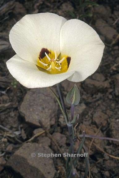 calochortus leichtlinii 4 graphic